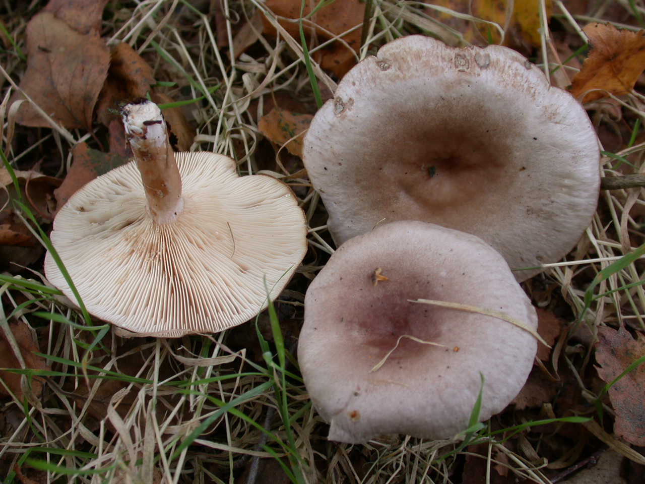 Funghi colorati ...oggi